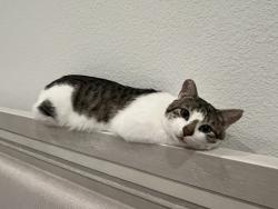 Lost Male Cat last seen Dove Hallow neighborhood , Waxahachie, TX 75165