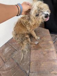Found/Stray Male Dog last seen North Andrews ave, Oakland Park, FL 33334