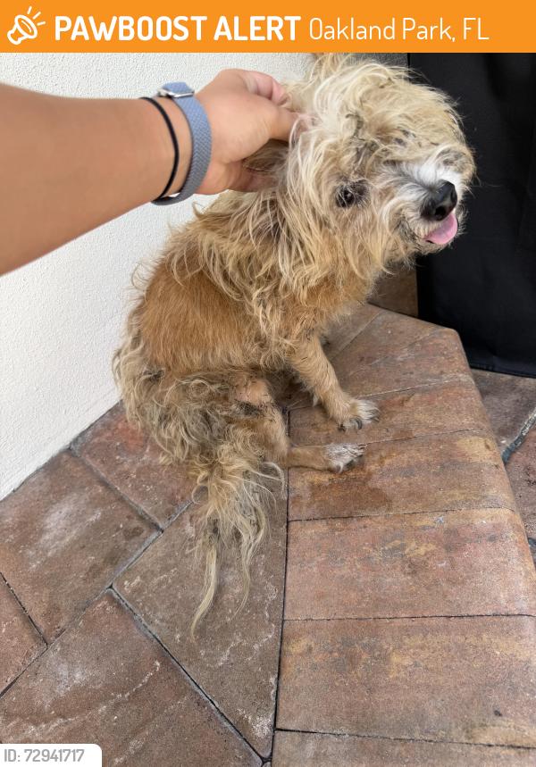 Found/Stray Male Dog last seen North Andrews ave, Oakland Park, FL 33334