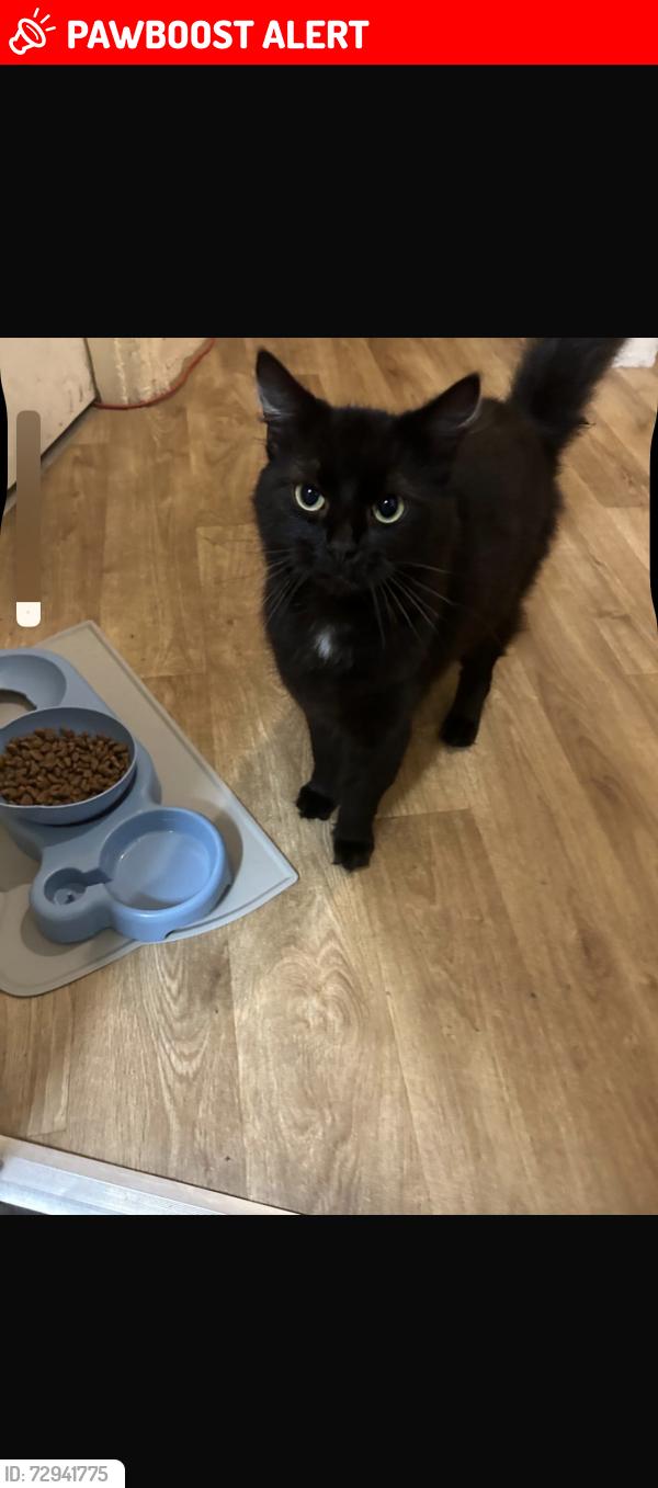 Lost Male Cat last seen Tynemouth street, Greater London, England SW6 2QT