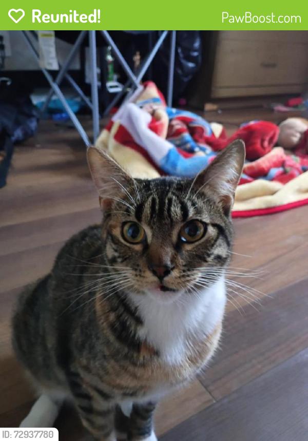 Reunited Female Cat last seen Madison South, trouble creek, grand blvd, New Port Richey, FL 34652