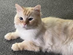 Lost Male Cat last seen Alma street, Tyldesley, England M29 8HJ