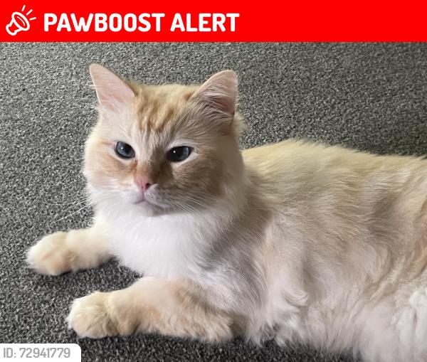 Lost Male Cat last seen Alma street, Tyldesley, England M29 8HJ