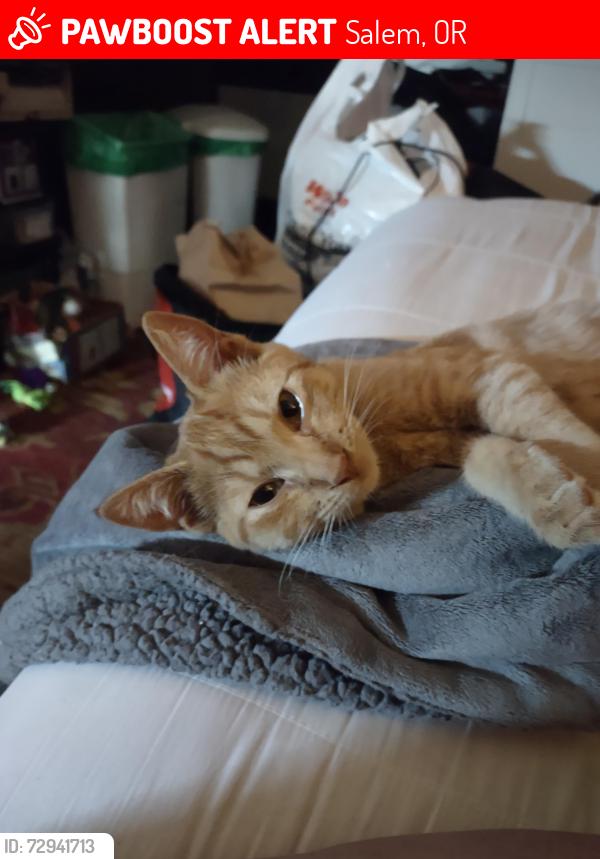 Lost Female Cat last seen Highland apts on Royvonne, Salem, OR 97302