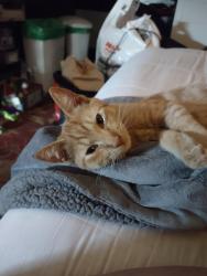 Lost Female Cat last seen Highland apts on Royvonne , Salem, OR 97302