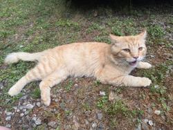 Found/Stray Unknown Cat last seen Near the QT on upward road, Hendersonville, NC 28792