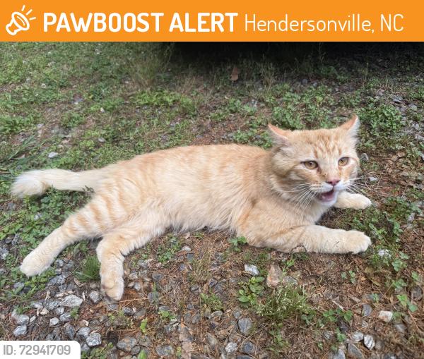 Found/Stray Unknown Cat last seen Near the QT on upward road, Hendersonville, NC 28792