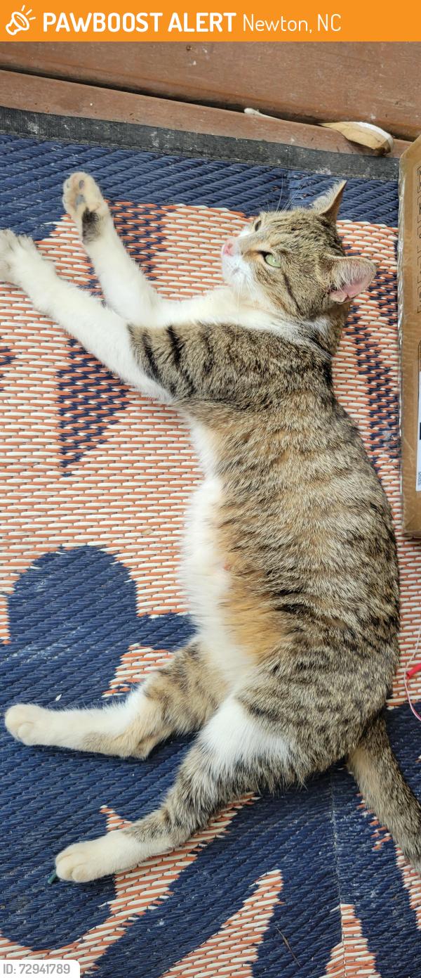 Found/Stray Female Cat last seen DMV, Highway Patrol Station, Newton, NC 28658