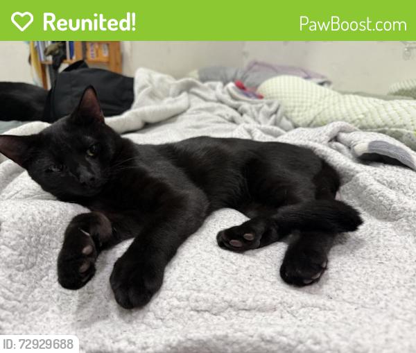 Reunited Male Cat last seen Near Circuit Ave E, Worcester, MA 01603, USA, Worcester, MA 01603