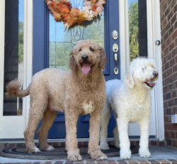 Reunited Male Dog last seen Near Missy Lane, Trussville AL 35173, Trussville, AL 35173