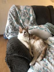 Lost Male Cat last seen Royal oaks apmts and Rt 60, Huntington, WV 25705
