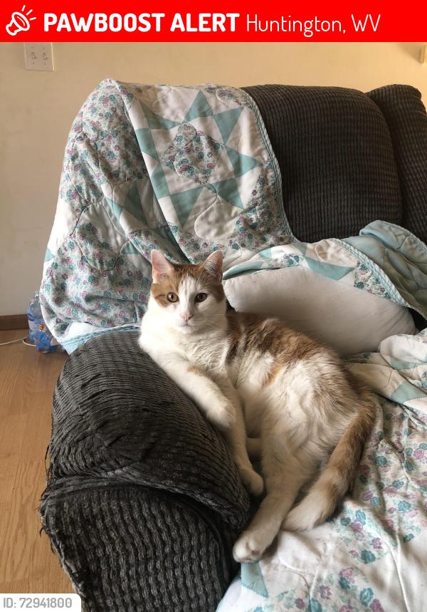 Lost Male Cat last seen Royal oaks apmts and Rt 60, Huntington, WV 25705
