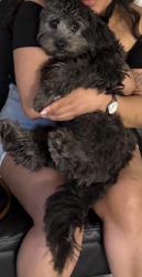 Reunited Male Dog last seen Near Evanston Dr , Hightstown, NJ 08520