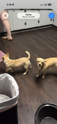 Lost Male Dog last seen Standridge rd and Michelin blvd, Anderson, SC 29625