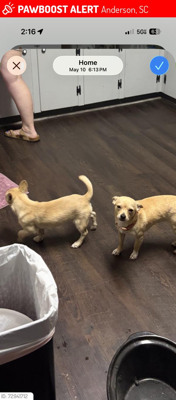 Lost Male Dog last seen Standridge rd and Michelin blvd, Anderson, SC 29625