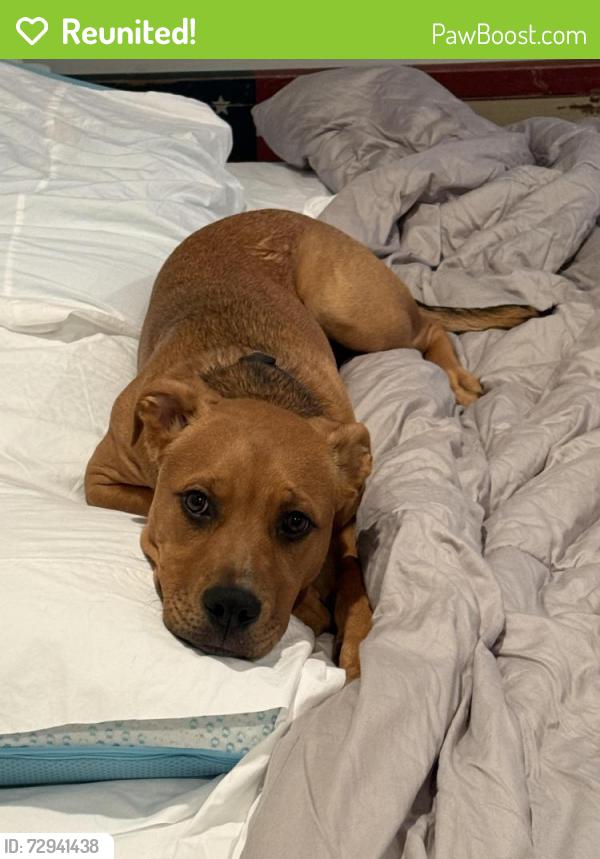 Reunited Male Dog last seen Kirkley and Fitzgerald, Annapolis, MD 21401