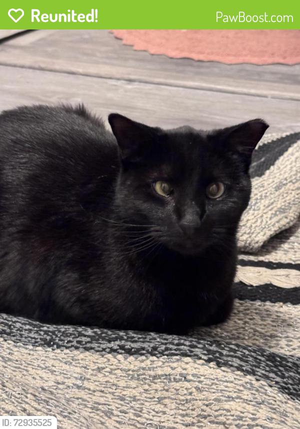 Reunited Male Cat last seen Neosho and Alexander Street, St. Louis, MO 63116