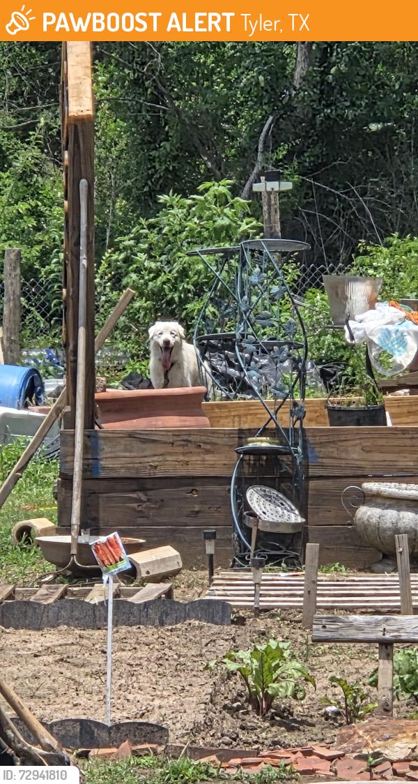 Found/Stray Unknown Dog last seen Tyler iron and metal, Tyler, TX 75702