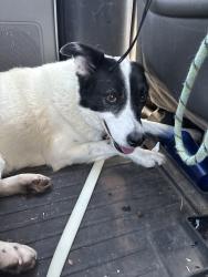 Reunited Female Dog last seen Sahuarita Rd., Pima County, AZ 85629