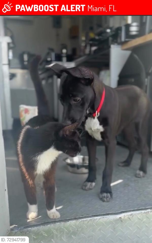 Lost Female Dog last seen Near NE 22nd Miami, FL, Miami, FL 33137