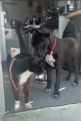Lost Female Dog last seen Near NE 22nd Miami, FL, Miami, FL 33137
