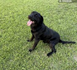 Reunited Male Dog last seen Field on Little Creek Church Road down the road from Chalmers, Clayton, NC 27520