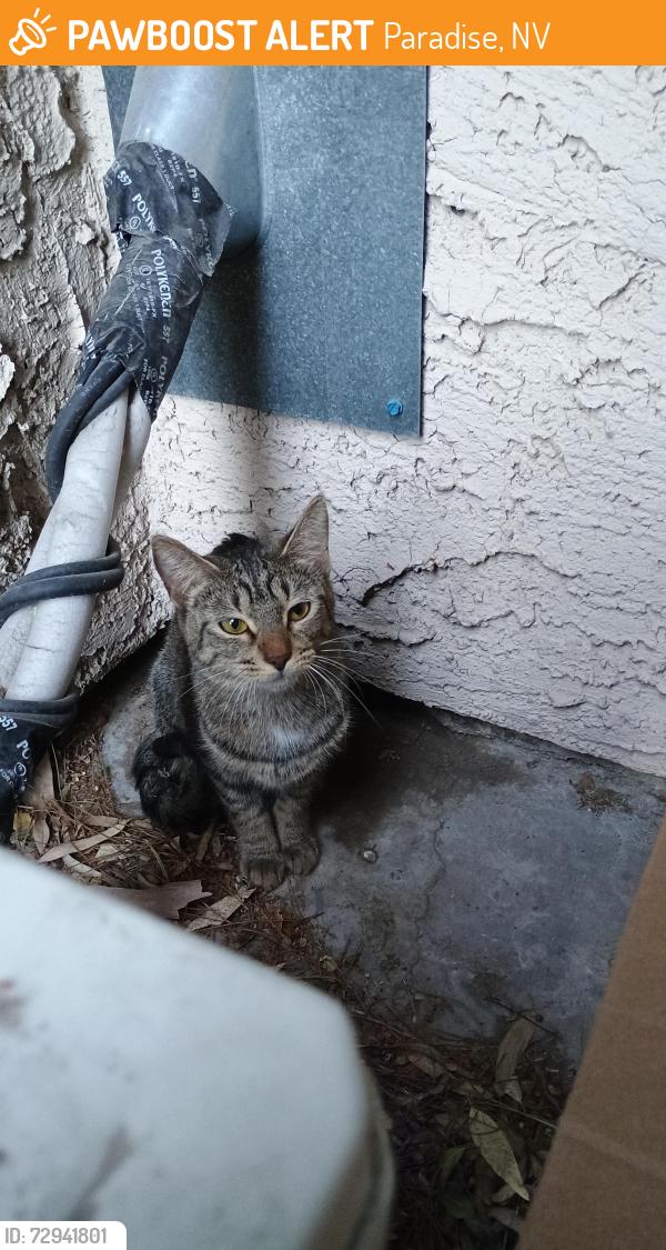 Found/Stray Female Cat last seen elm Dr and paradise , Paradise, NV 89169