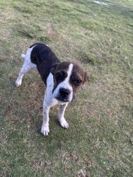 Reunited Male Dog last seen 60th and  Valencia , Lubbock, TX 79407