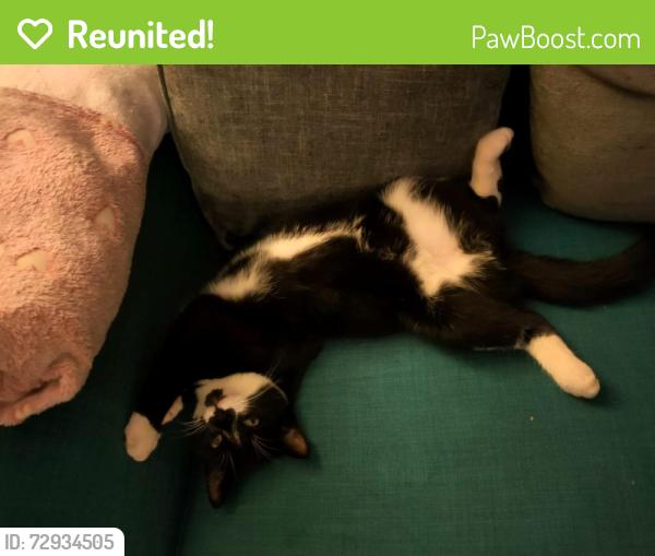 Reunited Male Cat last seen Speckled hen , Milltown, Northern Ireland BT28 3TZ
