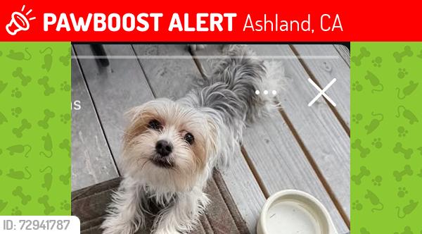 Lost Male Dog last seen Mission blv, Mateo st, Marcella st, Maubert Ave, liberty st, Ashland, CA 94578