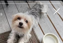 Lost Male Dog last seen Mission blv, Mateo st, Marcella st, Maubert Ave, liberty st, Ashland, CA 94578