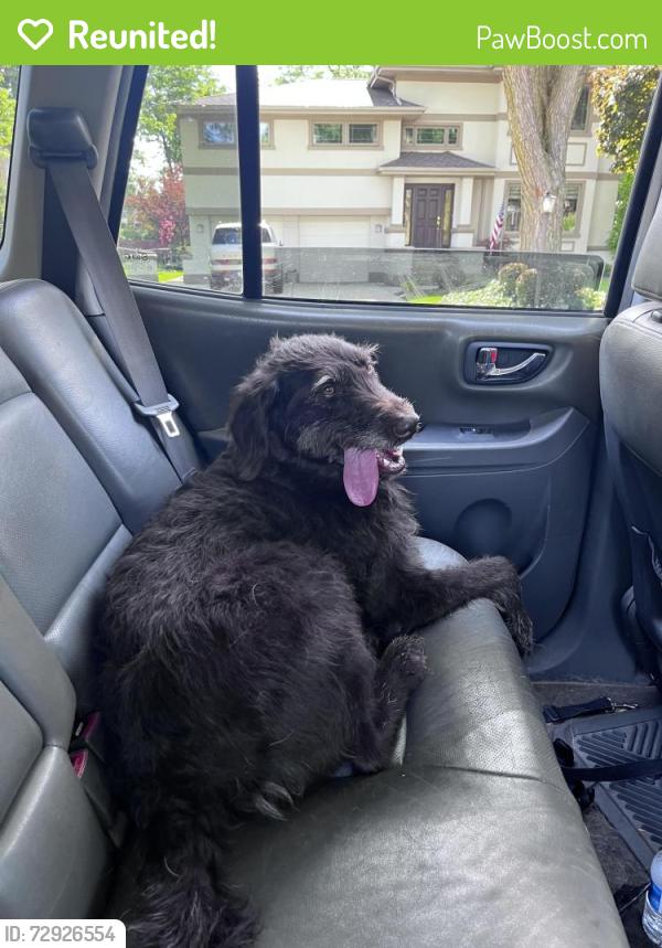 Reunited Female Dog last seen 55th street & plainfield rd countryside illinois, Countryside, IL 60525