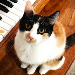 Reunited Female Cat last seen Pamela Lane and Crowley Ct, Raymond, NH 03077