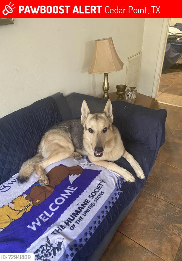 Lost Male Dog last seen Spanish Oak and Cherry Tree, Cedar Point, TX 77351