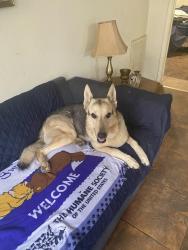 Lost Male Dog last seen Spanish Oak and Cherry Tree, Cedar Point, TX 77351