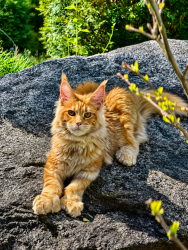 Reunited Male Cat last seen Near Mill brook rd Stamford CT, Stamford, CT 06902