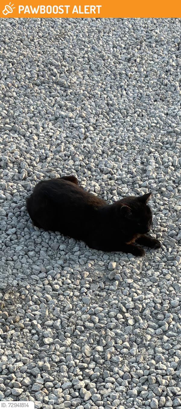Found/Stray Male Cat last seen Rd 54, Fannystelle, MB R0G 0P0