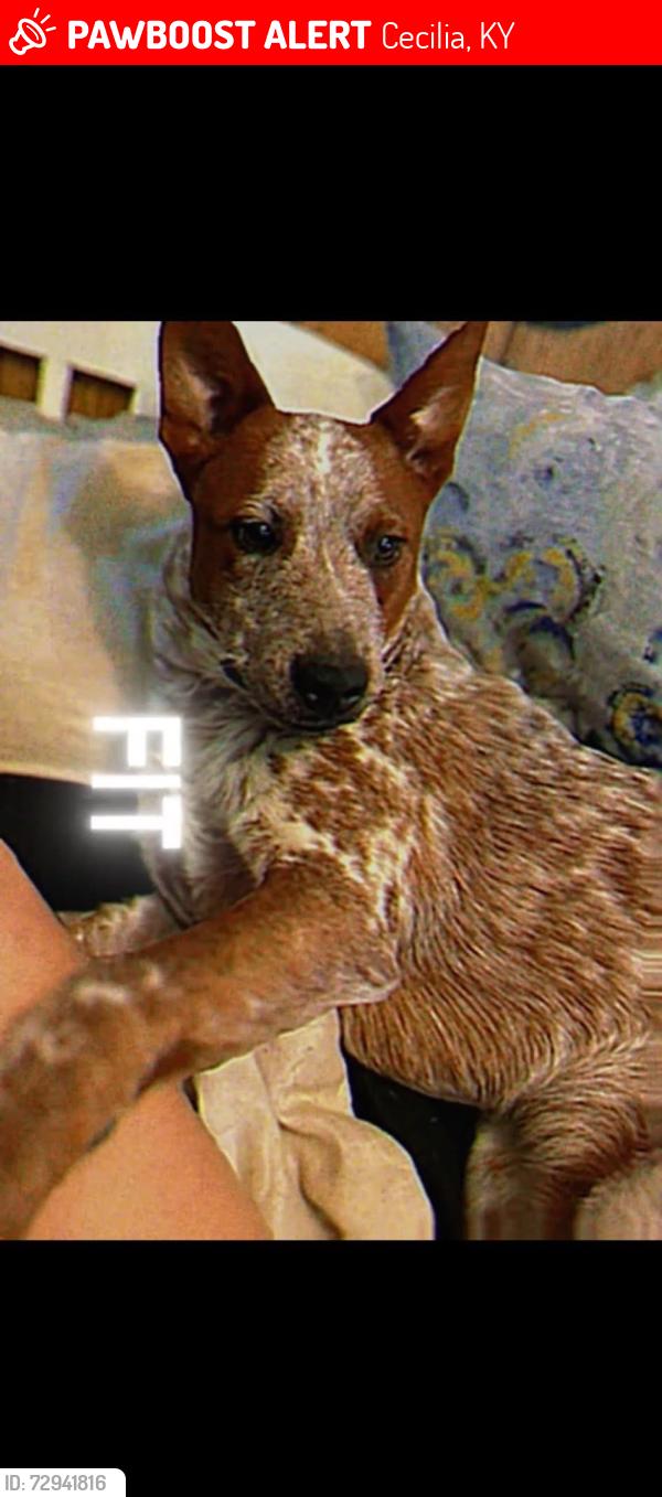 Lost Male Dog last seen Ky 86 , Cecilia, KY 42724