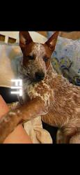 Lost Male Dog last seen Ky 86 , Cecilia, KY 42724