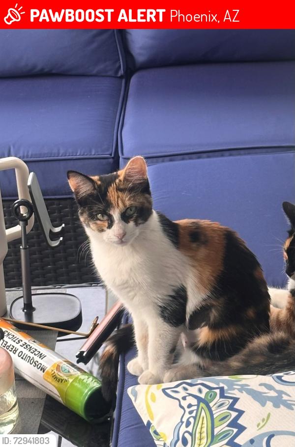 Lost Female Cat last seen S45th Avenue and Euclid Avenue, Phoenix, AZ 85339