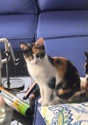 Lost Female Cat last seen S45th Avenue and Euclid Avenue, Phoenix, AZ 85339