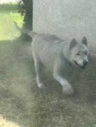Reunited Unknown Dog last seen N Bradfield Ave & E Pine St, Compton, CA 90221, USA, Compton, CA 90221