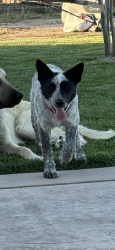 Reunited Male Dog last seen Manthey rd , Lathrop, CA 95330
