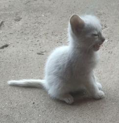 Found/Stray Unknown Cat last seen residential area, Oklahoma City, OK 73111