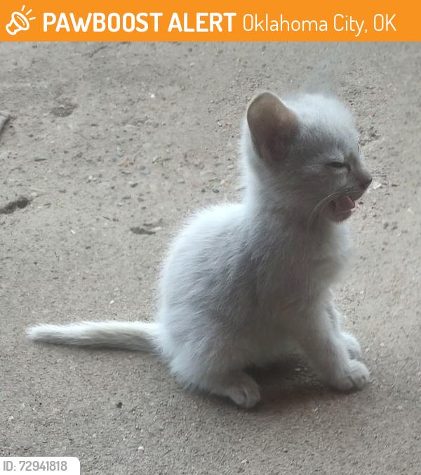 Found/Stray Unknown Cat last seen residential area, Oklahoma City, OK 73111