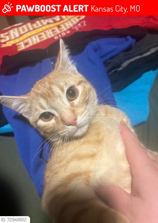 Lost Male Cat last seen Elmwood and 49th Street behind Church’s Chicken, Kansas City, MO 64119