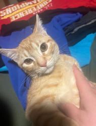 Lost Male Cat last seen Elmwood and 49th Street behind Church’s Chicken, Kansas City, MO 64119