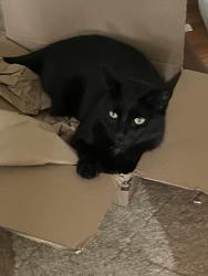 Lost Male Cat last seen Faitoute Ave by Mastapeter Funeral Home, Roselle Park, NJ 07204