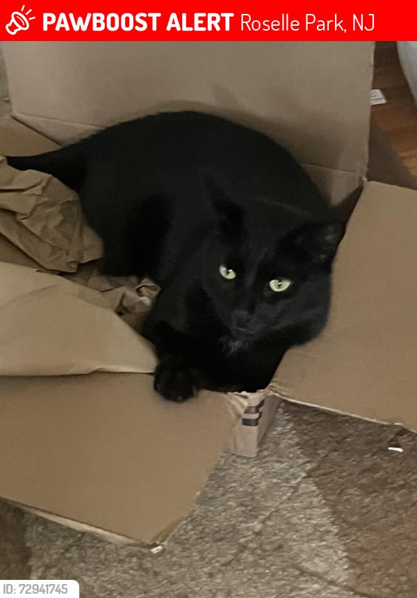 Lost Male Cat last seen Faitoute Ave by Mastapeter Funeral Home, Roselle Park, NJ 07204