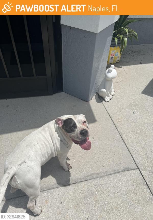 Found/Stray Unknown Dog last seen off everglades boulevard in golden gate ests, Naples, FL 34117